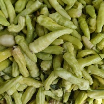 丘北小米椒