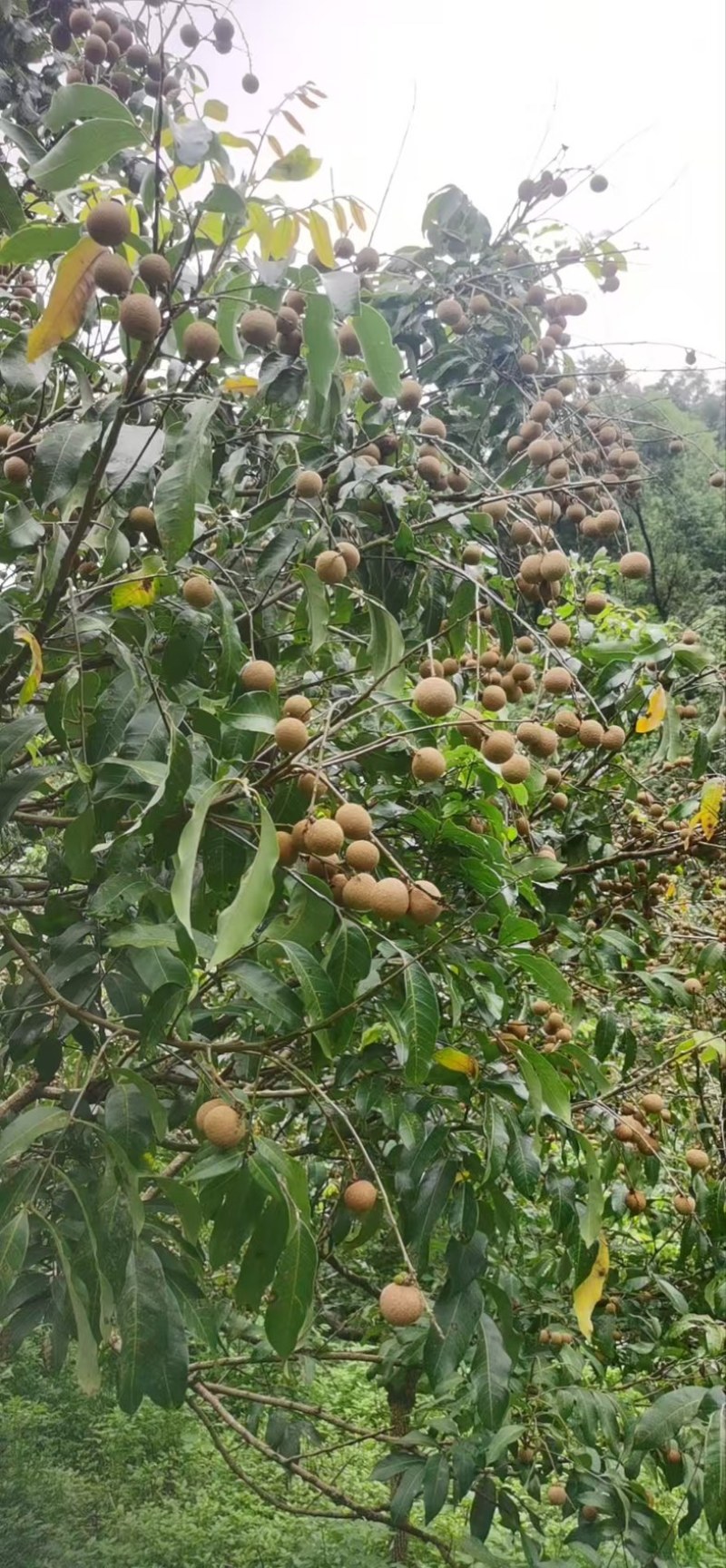 储良龙眼，石碣龙眼，龙眼三个品种