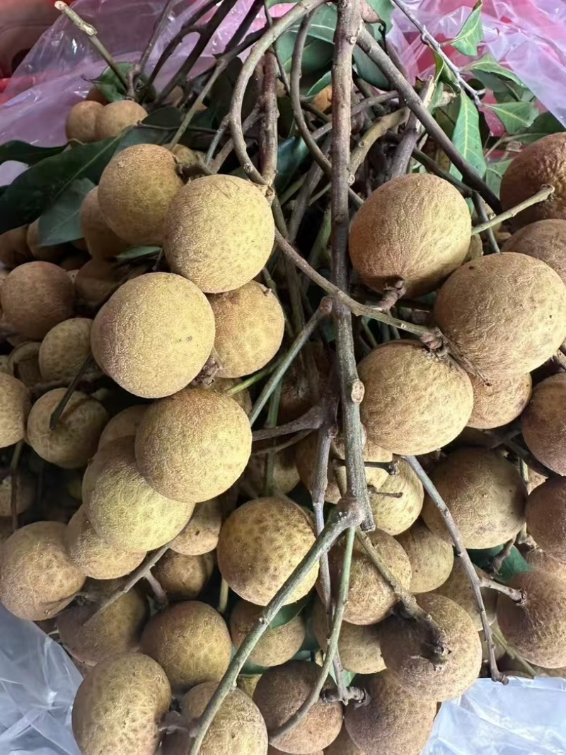 储良龙眼，石碣龙眼，龙眼三个品种
