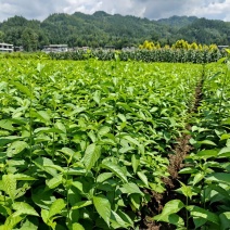 杜仲苗对接全国市场成活率高价格美丽质量好走货快热卖中