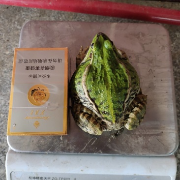 老蛙