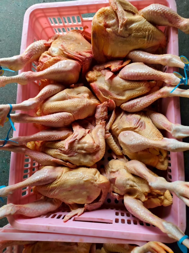 三黄鸡，肉杂鸡，白条鸡。一手货源，欢迎采购。