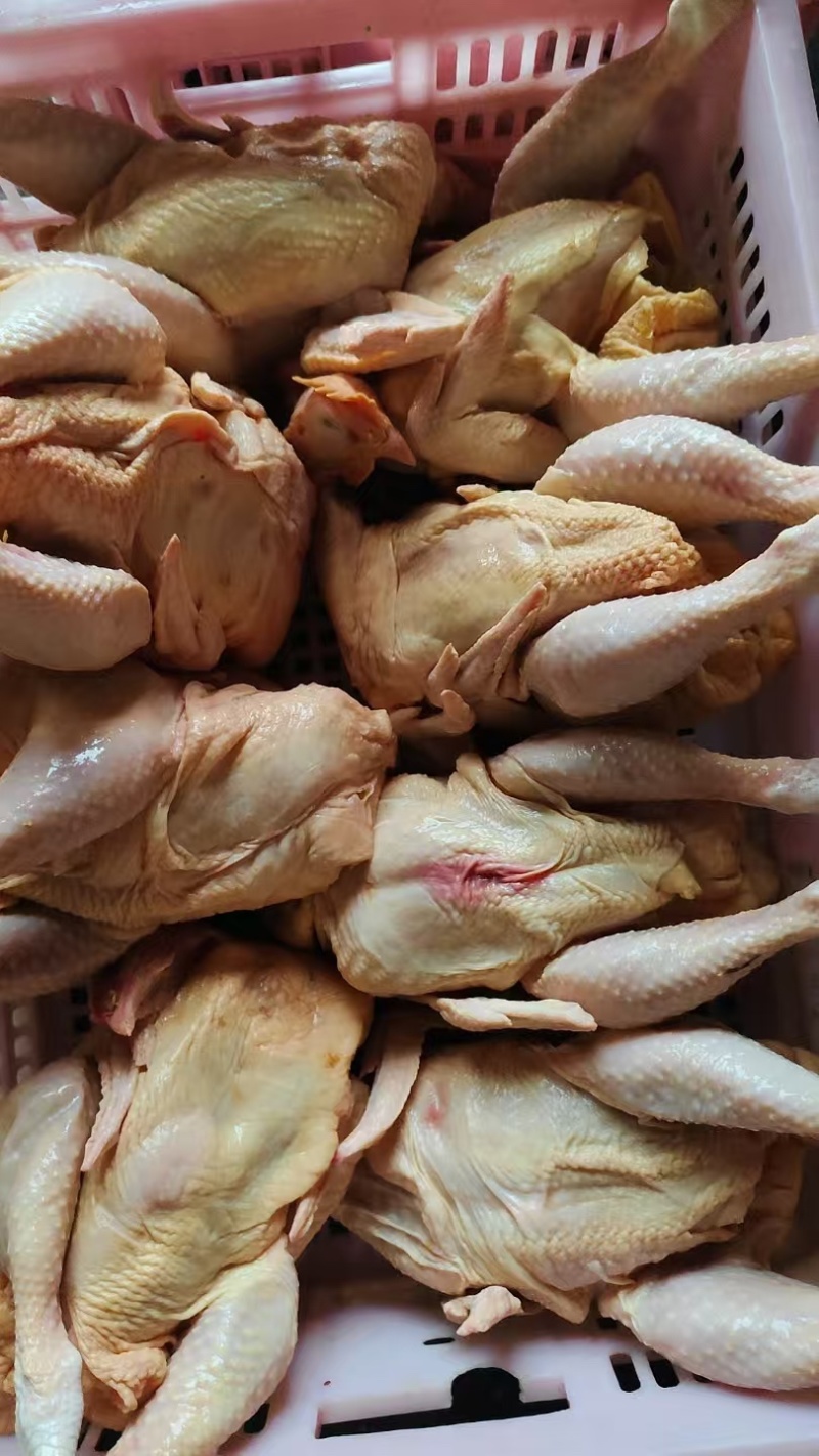 三黄鸡，肉杂鸡，白条鸡。一手货源，欢迎采购。