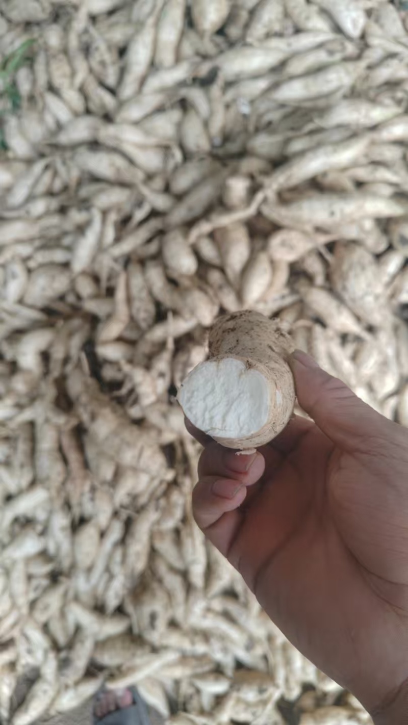 人参薯，需要的老板欢迎来电，诚信第一