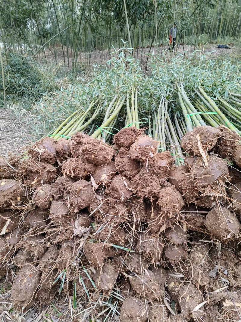 河南南阳桐柏县刚竹苗大量有货/精品钢竹苗子好成活服务周到