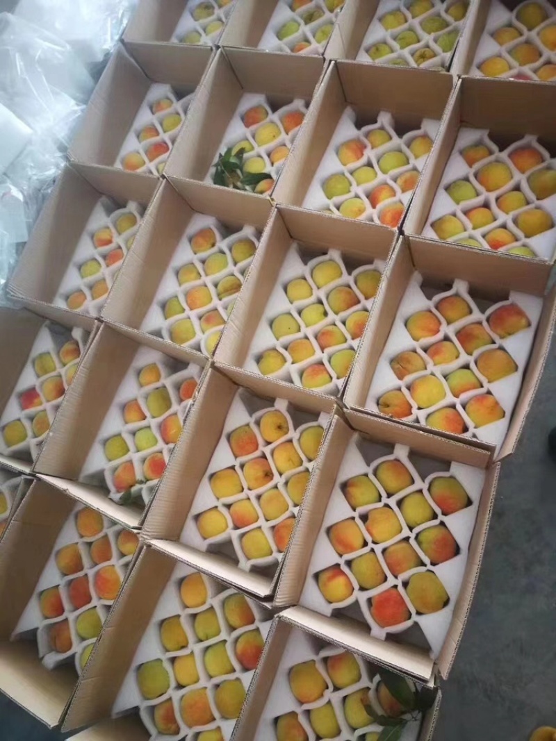 湖南锦绣黄桃大量上市中，货源充足，视频看货，欢迎致电
