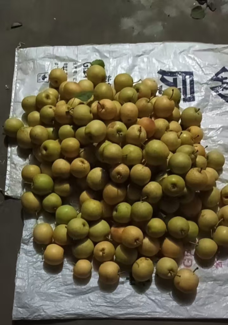 朱鹮之乡黄金梨量大对接榨汁厂批发市场电商平台☎️联系