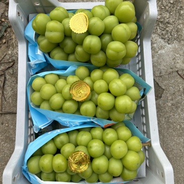 精品阳光2斤半左右。