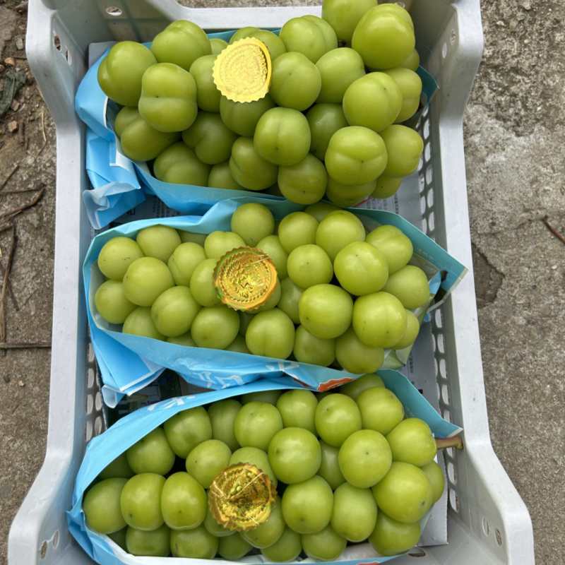精品阳光2斤半左右。