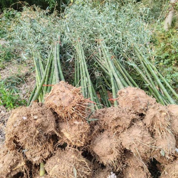 河南南阳桐柏县毛竹产地发货/精品毛竹苗成活率高量大从优