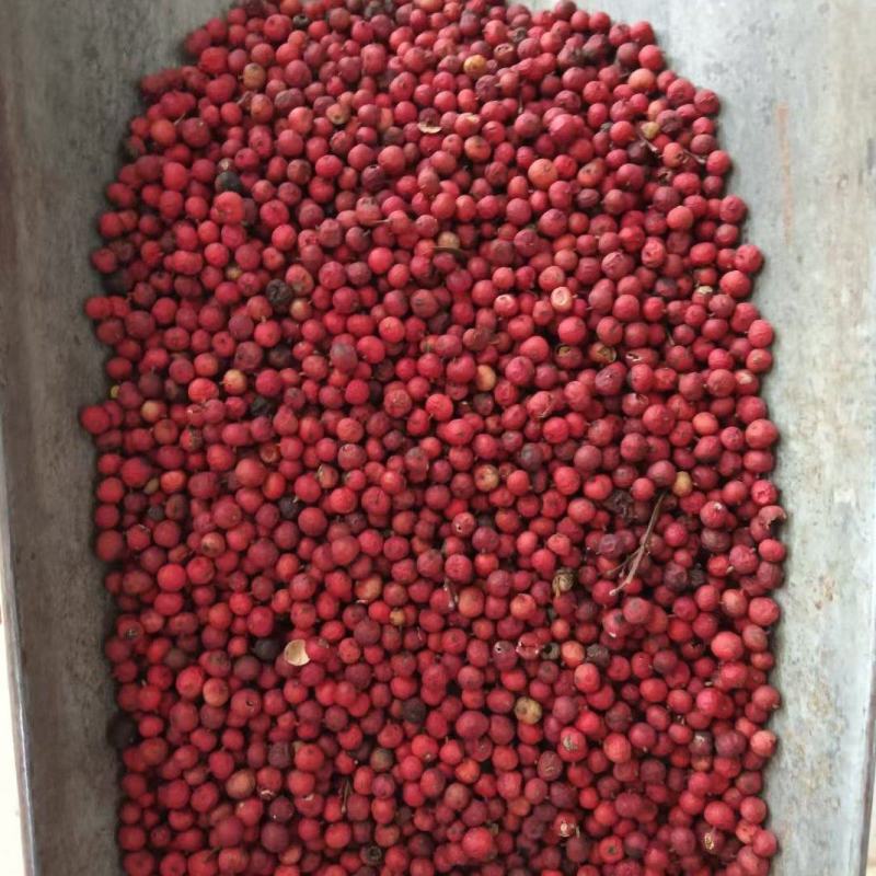 南天竹子冷背中药材干货2斤包邮量大优惠
