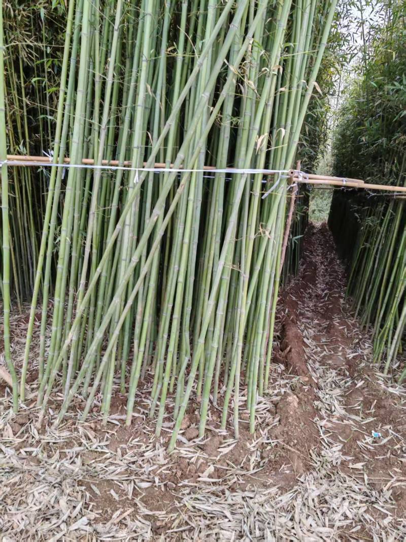 河南南阳桐柏县毛竹产地发货/精品毛竹苗成活率高量大从优
