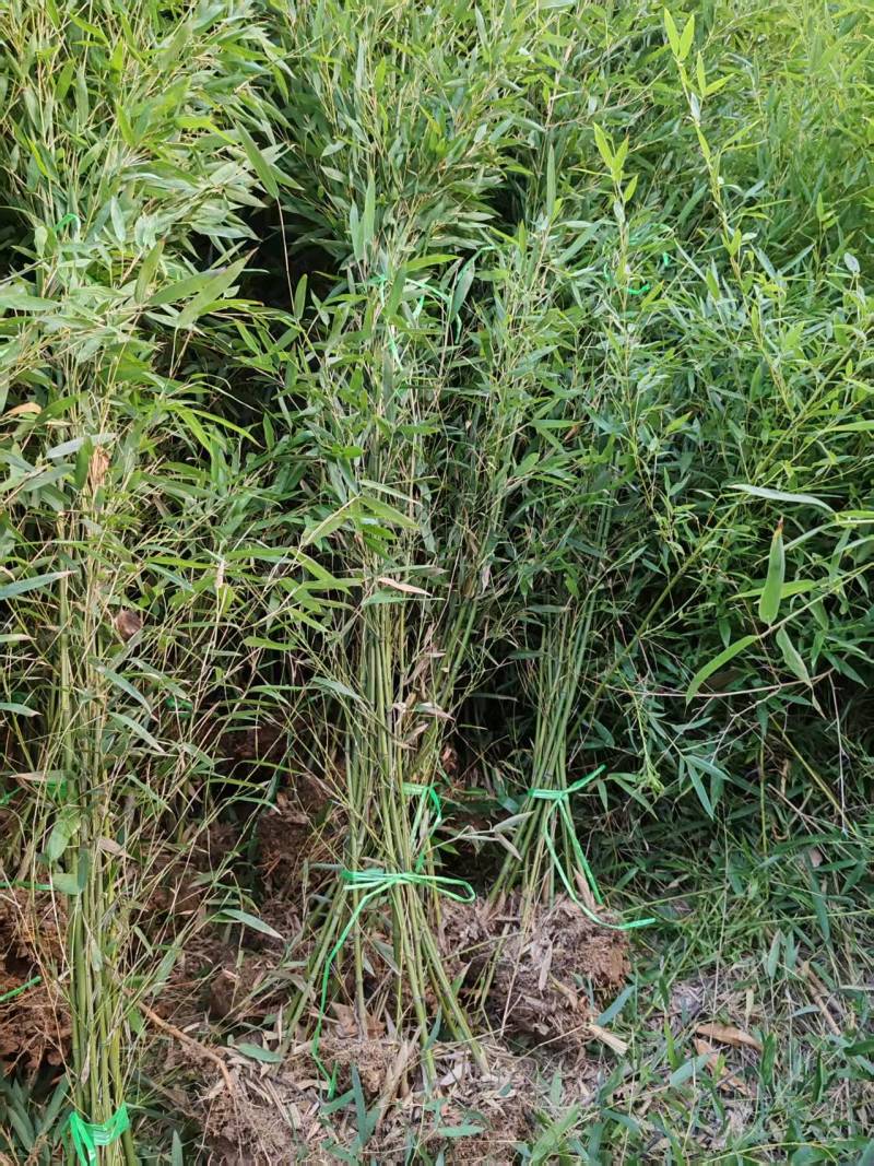 河南南阳桐柏县毛竹产地发货/精品毛竹苗成活率高量大从优