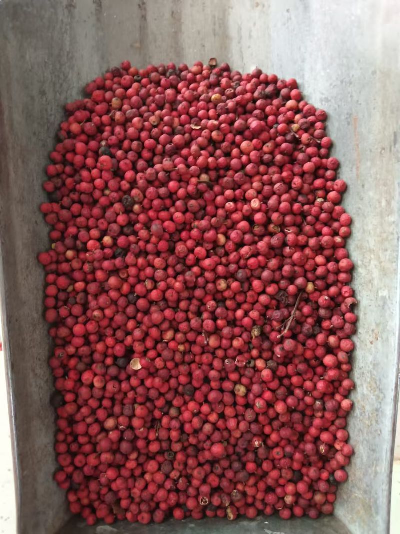 南天竹子冷背中药材干货2斤包邮量大优惠