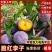 汉源小脆红李子大量供应货源充足，基地直发量大从优