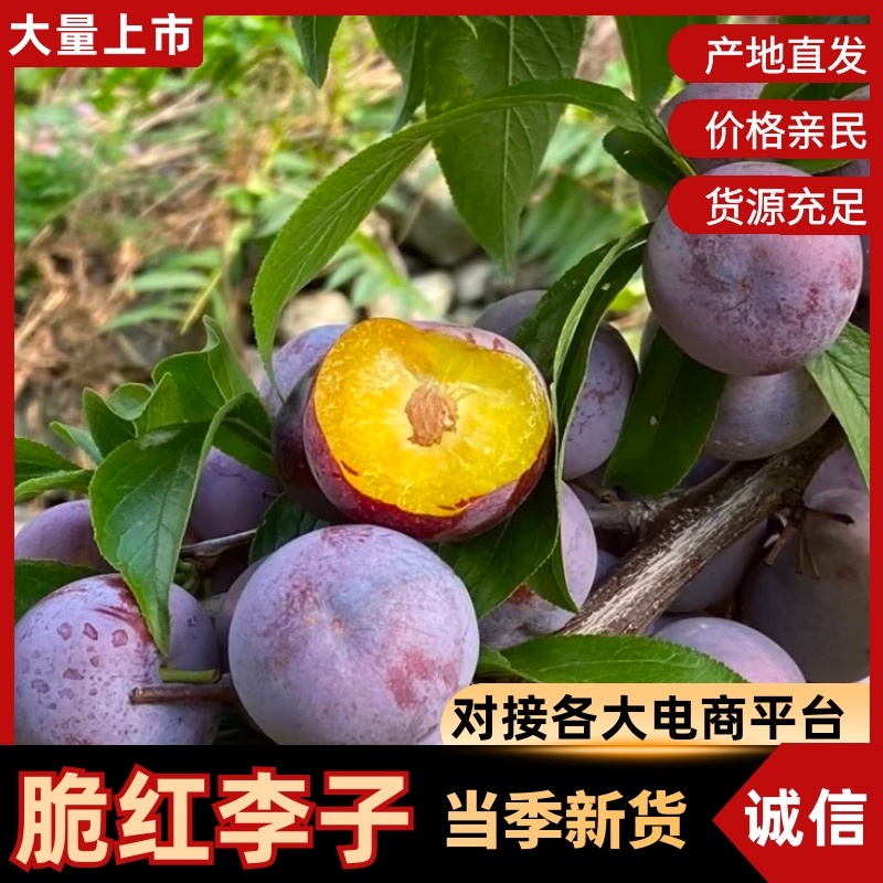 汉源小脆红李子大量供应货源充足，基地直发量大从优