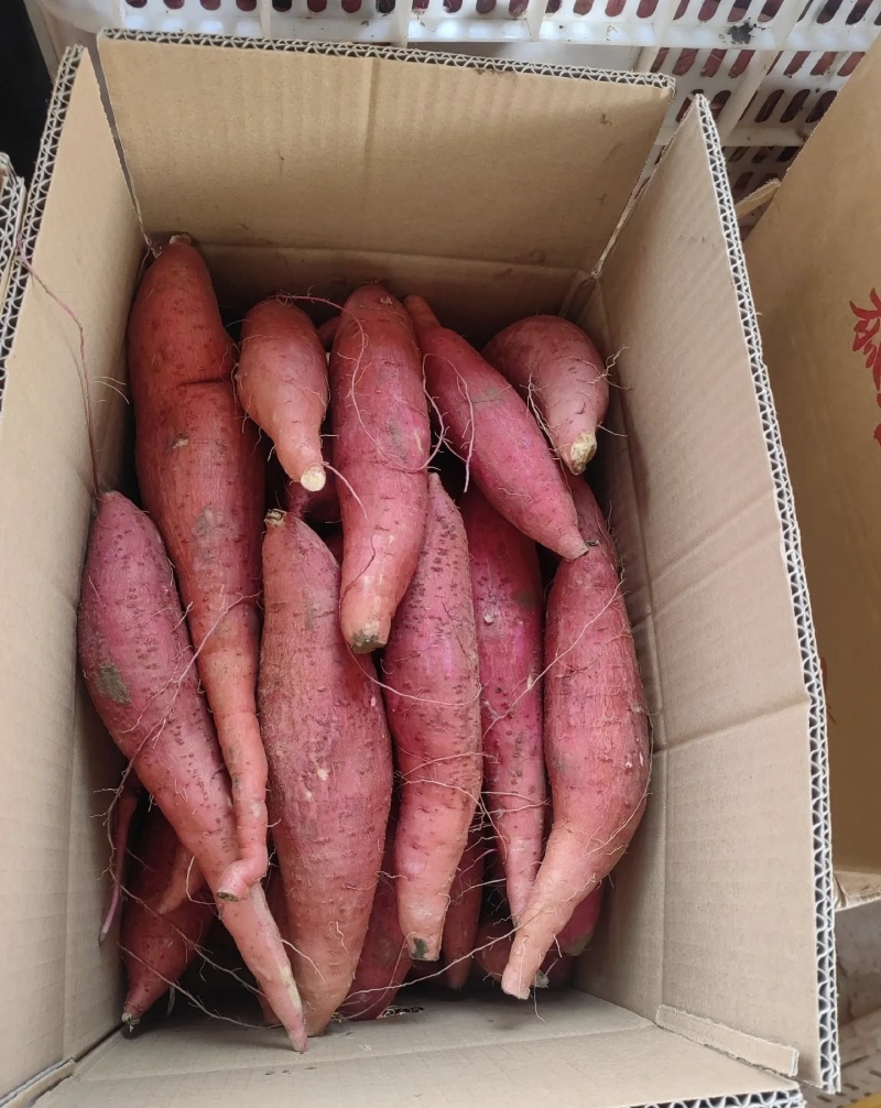 济薯26红皮黄心大量有货基地直供品质优欢迎咨询来电