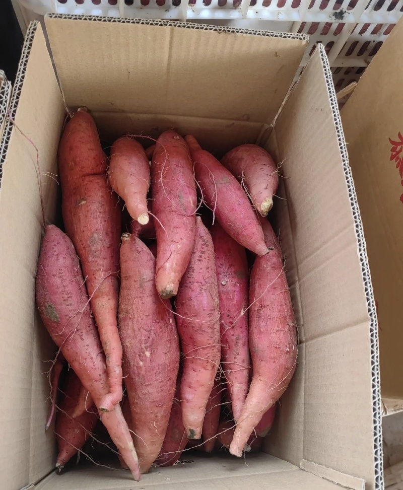 济薯26红皮黄心大量有货基地直供品质优欢迎咨询来电