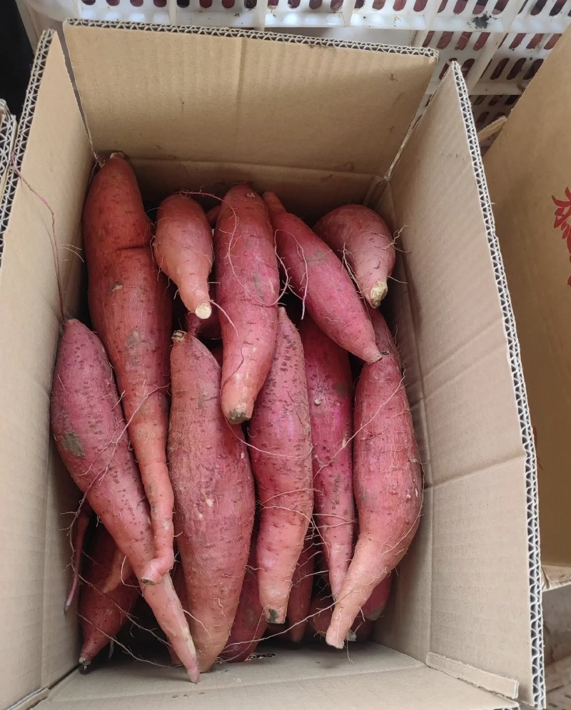 济薯26红皮黄心大量有货基地直供品质优欢迎咨询来电