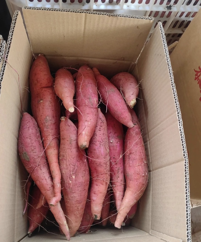 济薯26红皮黄心大量有货基地直供品质优欢迎咨询来电