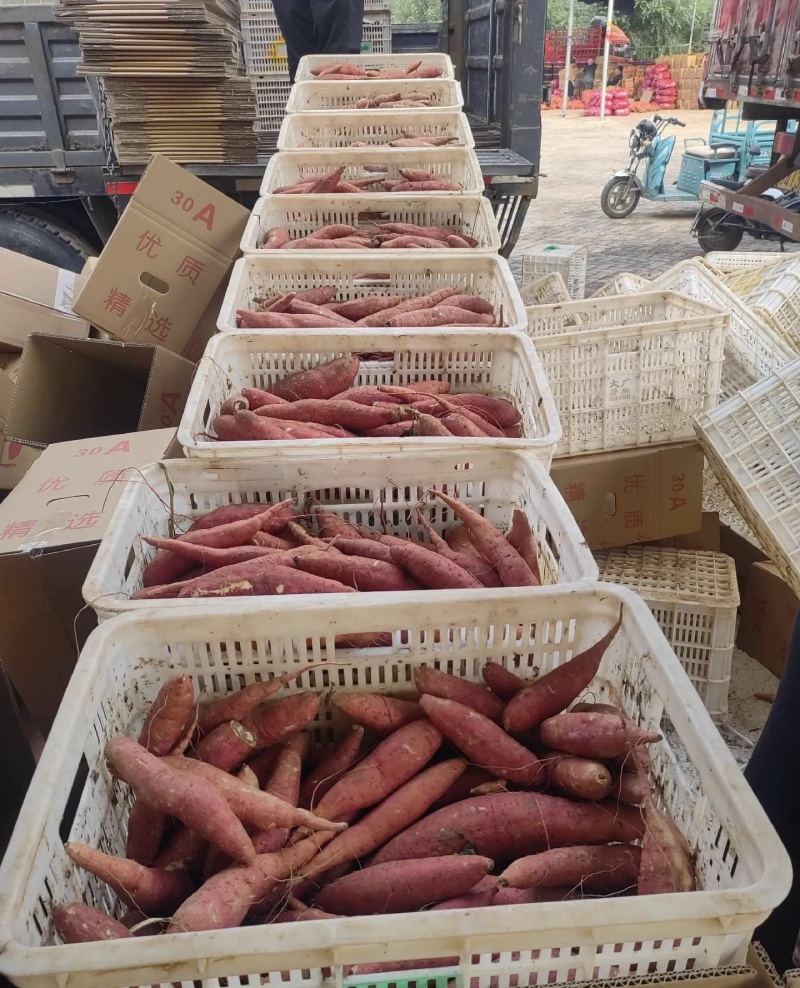 济薯26红皮黄心大量有货基地直供品质优欢迎咨询来电