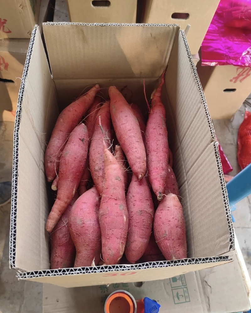 济薯26红皮黄心大量有货基地直供品质优欢迎咨询来电