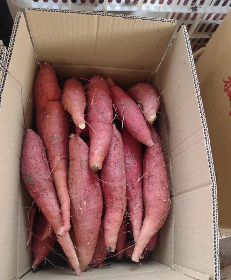 济薯26红皮黄心大量有货基地直供品质优欢迎咨询来电