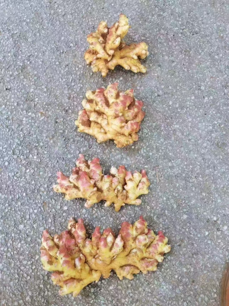 红芽姜，产地一手货源，量大优惠，欢迎新老客户前来合作