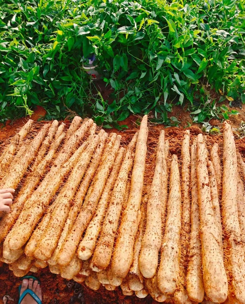 《淮山药》广西淮山药/白鬼黑鬼淮山药/产地货源全国供应
