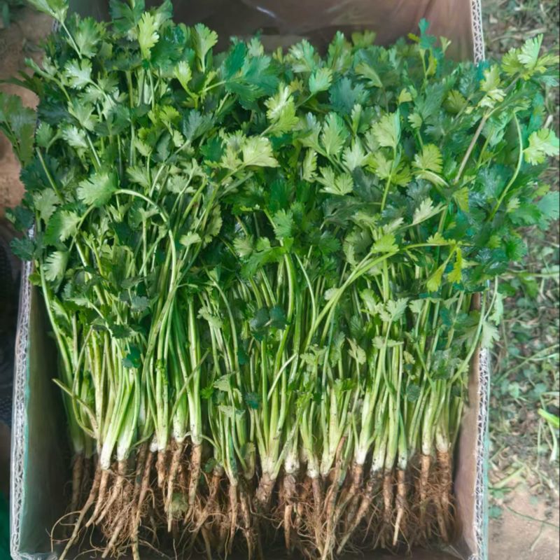 香菜质量保障一手货源全国通发产地直销