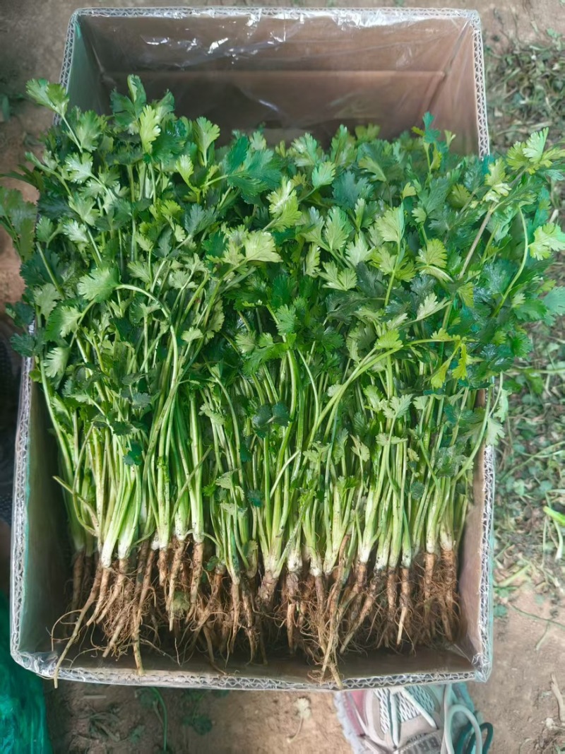 香菜质量保障一手货源全国通发产地直销