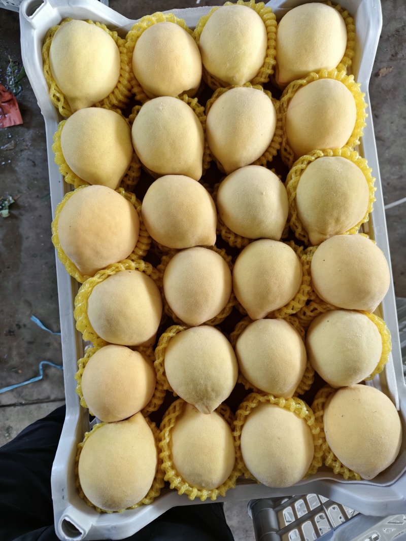 锦绣黄桃新鲜现摘每天不限量对接全网