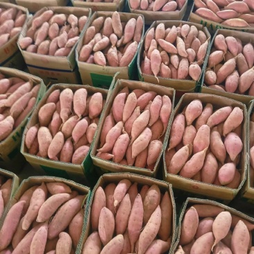 烟薯25大量有货新鲜现挖品质优可对接市场档口欢迎来电咨