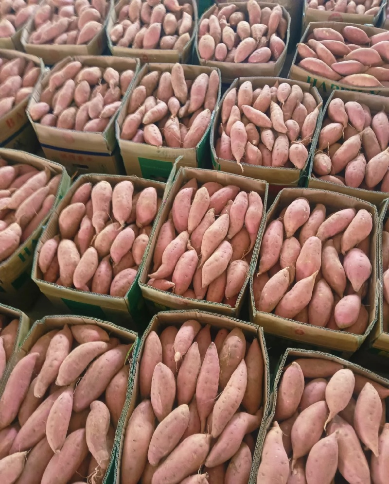 烟薯25大量有货新鲜现挖品质优可对接市场档口欢迎来电咨