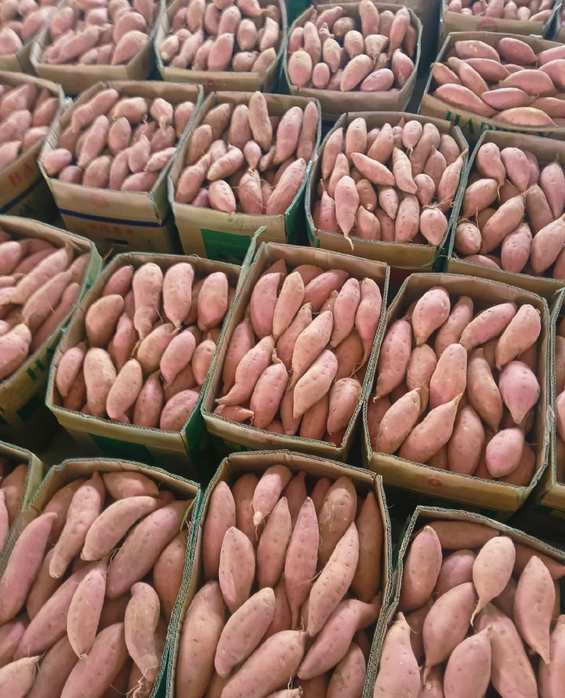 烟薯25大量有货新鲜现挖品质优可对接市场档口欢迎来电咨