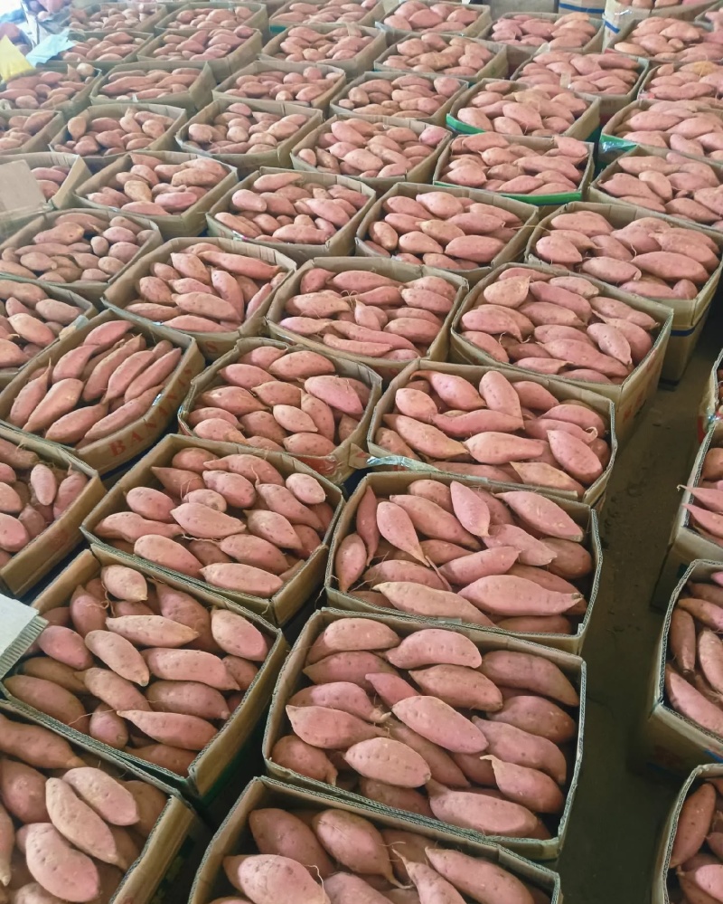 烟薯25大量有货新鲜现挖品质优可对接市场档口欢迎来电咨