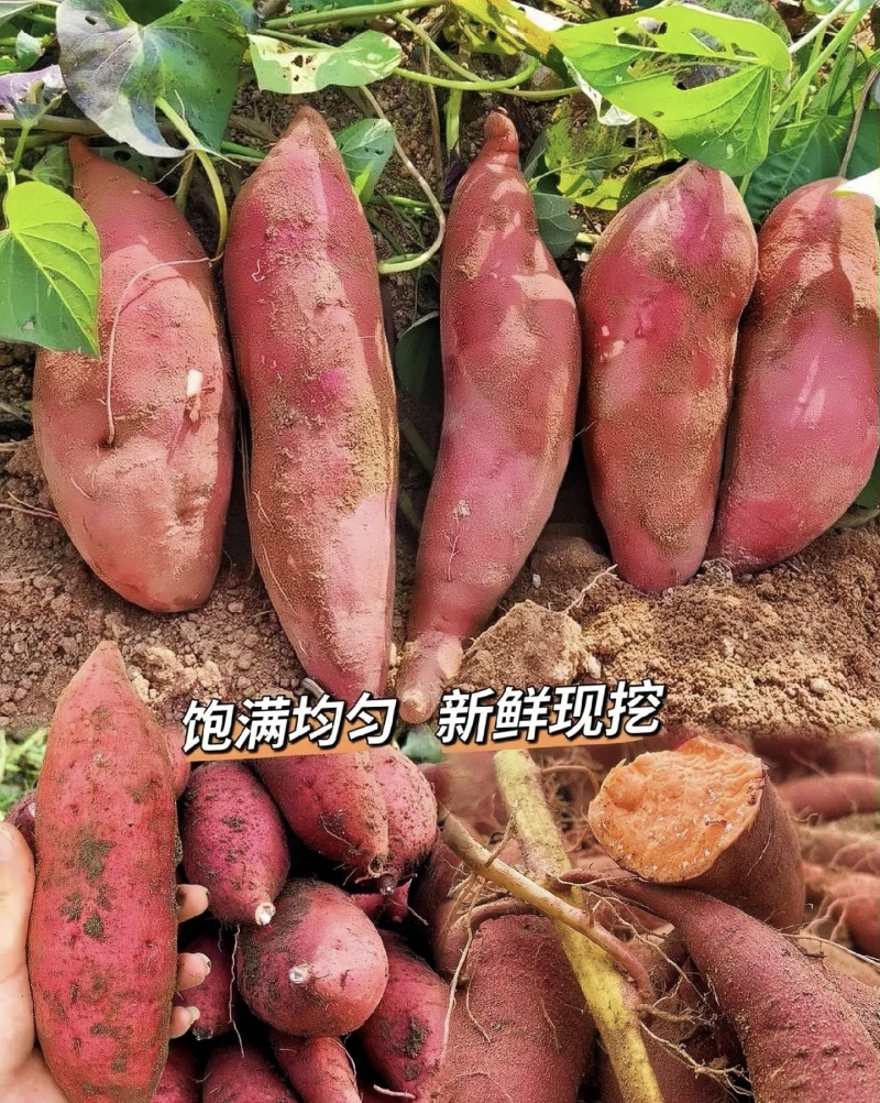 烟薯25大量有货新鲜现挖品质优可对接市场档口欢迎来电咨