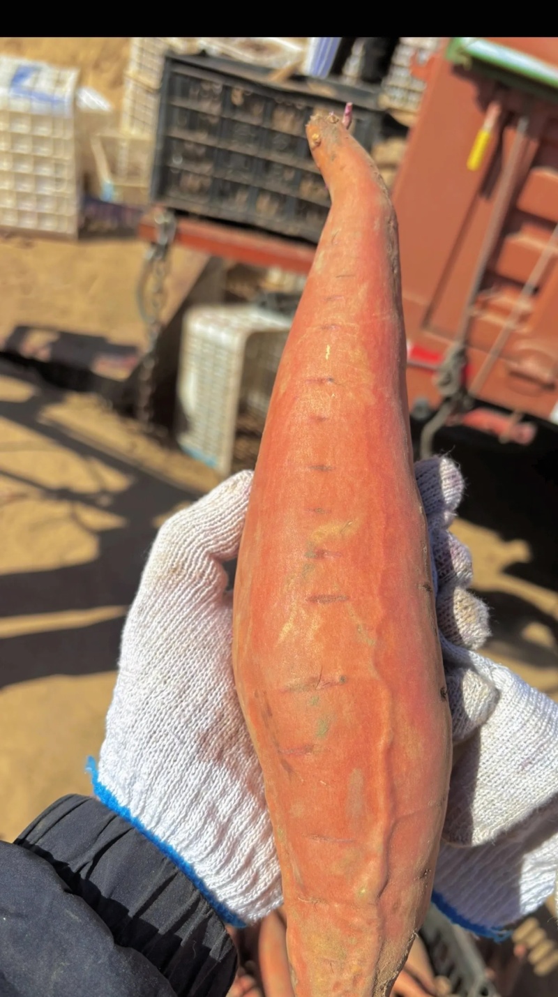 烟薯25大量有货新鲜现挖品质优可对接市场档口欢迎来电咨