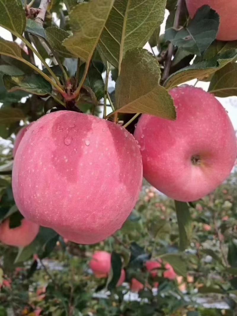 【协助装箱】红富士苹果大量有货质量保证脆甜可口