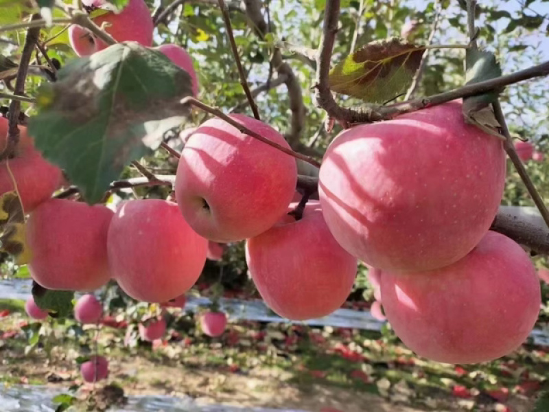 【协助装箱】红富士苹果大量有货质量保证脆甜可口