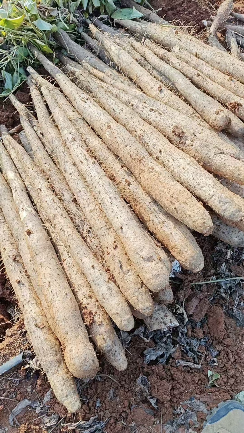 《黑鬼淮山药》广西山药/产地直发/新货上市/全国供应批发