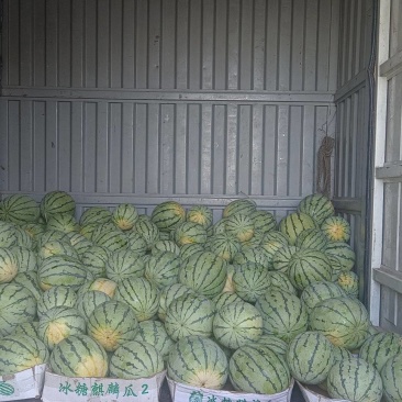 精品麒麟瓜50亩求采购