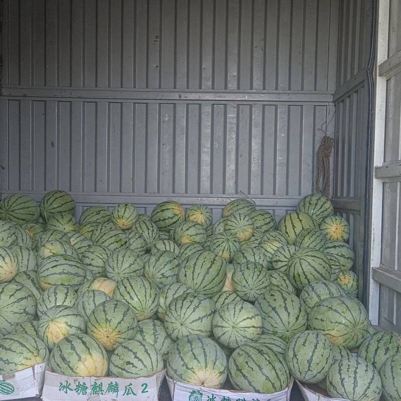 精品麒麟瓜50亩求采购