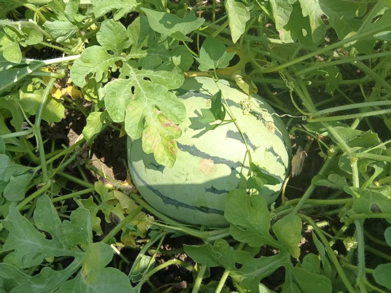 精品麒麟瓜50亩求采购