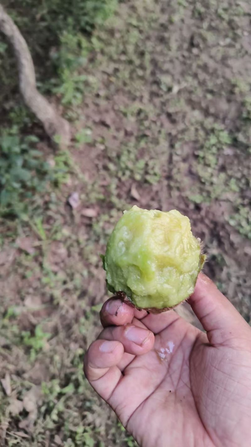 陕西各种猕猴桃大量上市、徐香翠香、秦美、海沃德需要的老板