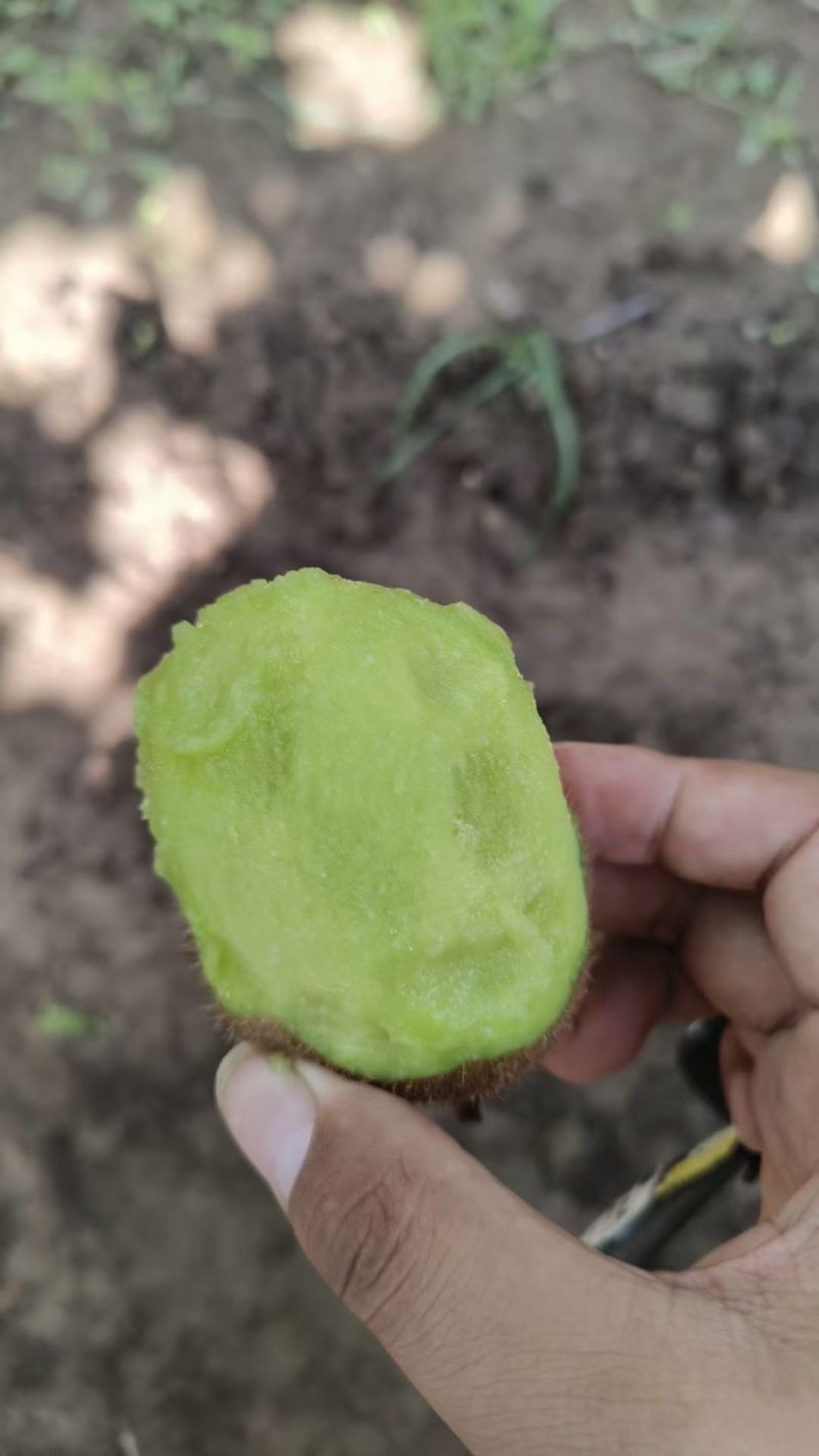 陕西各种猕猴桃大量上市、徐香翠香、秦美、海沃德需要的老板