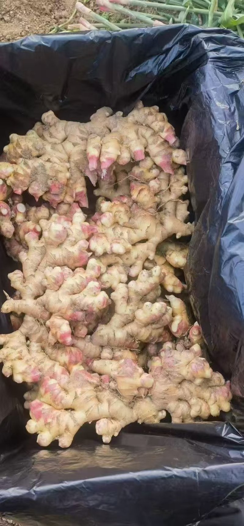 嫩姜，子姜，产地一手货源，量大优惠，可以视频看货，欢迎合