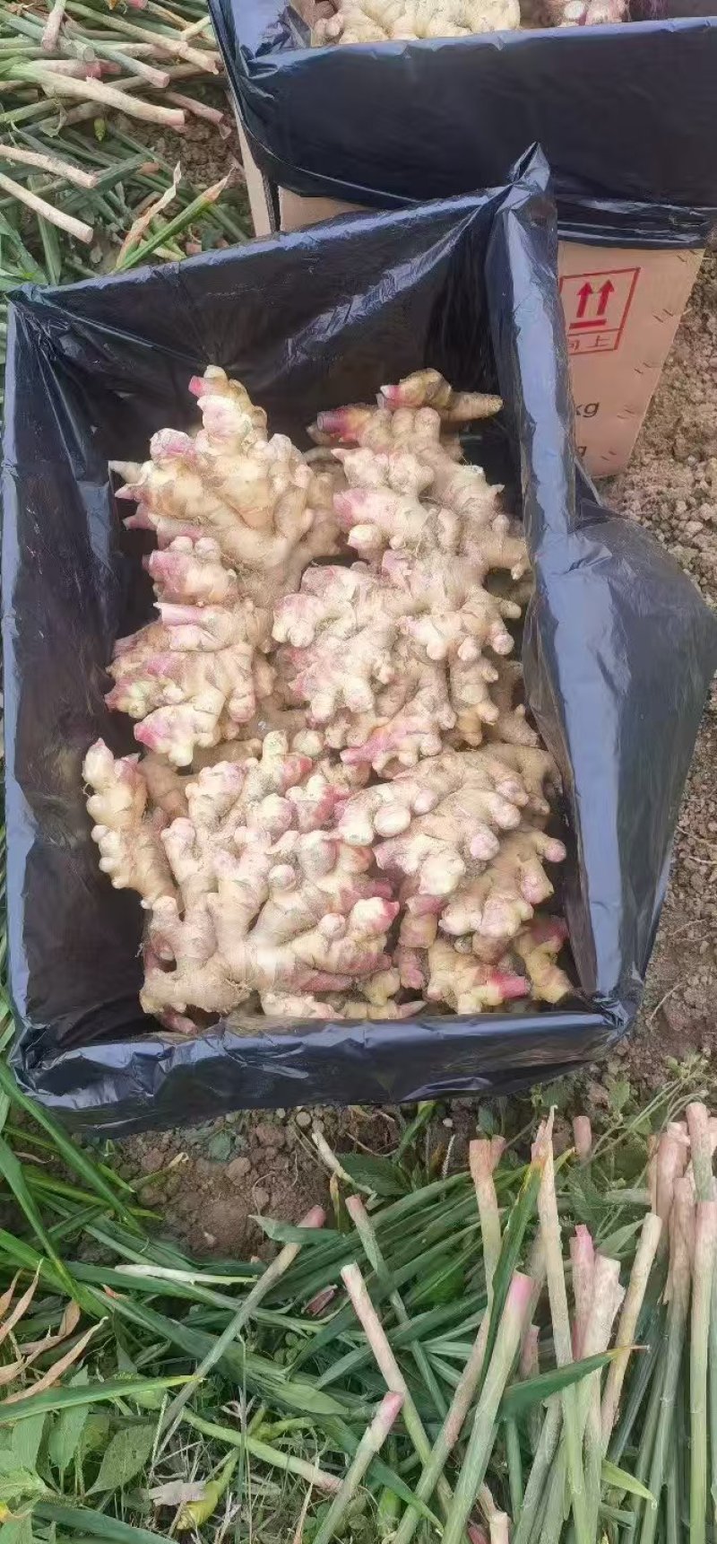 嫩姜，子姜，产地一手货源，量大优惠，可以视频看货，欢迎合