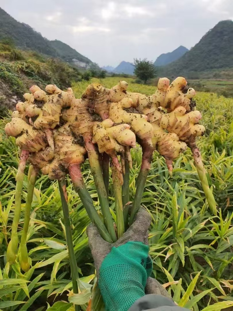 嫩姜，子姜，产地一手货源，量大优惠，可以视频看货，欢迎合