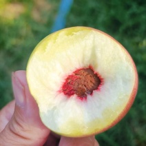 珍珠枣油桃